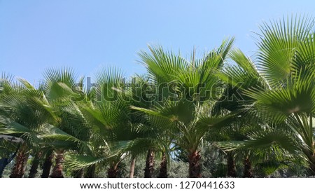 green leafy palm tree