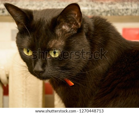 Cat, pet, furry, animal world, black cat, sadness, longing, philosopher, cat look, four-legged friend, adult cat