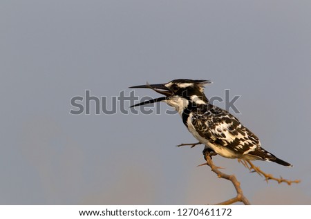 Pied Kingfisher (Ceryle rudis), with a prey, Kruger National Park, South Africa.