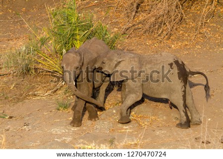African Elephants (Loxodonta africana)- Youngs, playing,  Kruger National Park, South Africa.