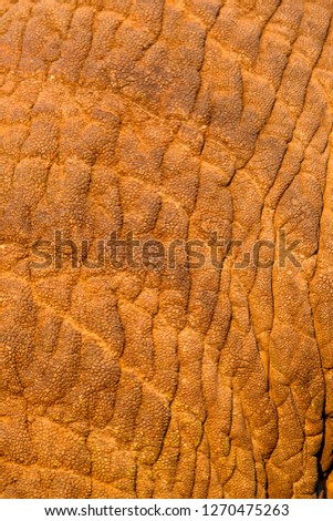 Skin details of  an African Elephant (Loxodonta africana),  Kruger National Park, South Africa.