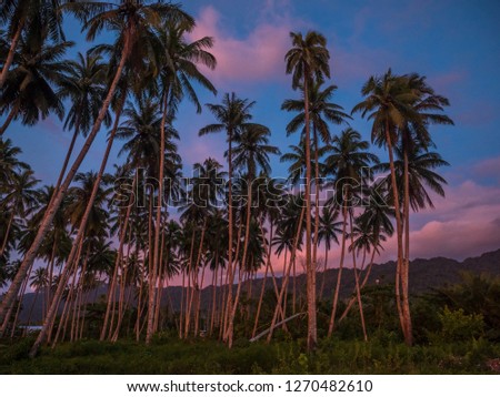 View with silhouettes of  palm trees during a tropical sunset,  Kaimana, Bird's Head Peninsula,  West Papua, Indonesia