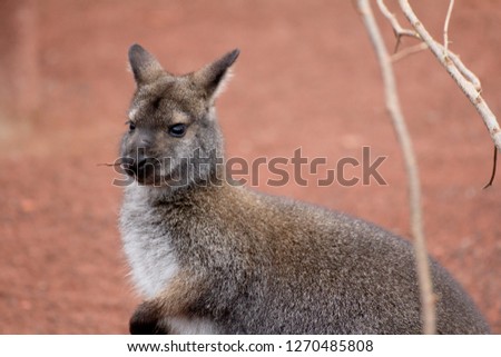 The kangaroos have large and powerful hind legs, large feet able to jump, a long and muscular tail to maintain balance and a small head. Kangaroos are herbivores, feeding on grass and roots. All speci