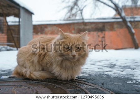 Red cat in the winter yard