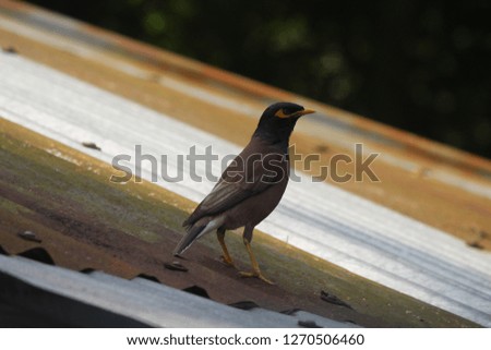 It was a "Myna Bird" in this picture. It was a hot sunny day when I took this picture.