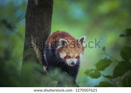 red panda photographs
