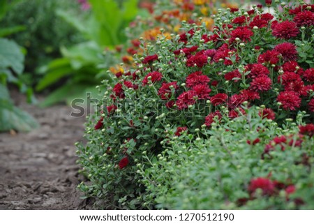 Red autumn chrysanthemum bush flowers on green blurred background of other plants photo 