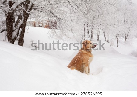 Dog sitting in snow and waiting for his master