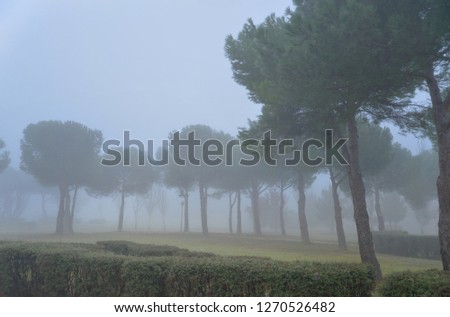 


Beautiful Foggy Morning  from Spain