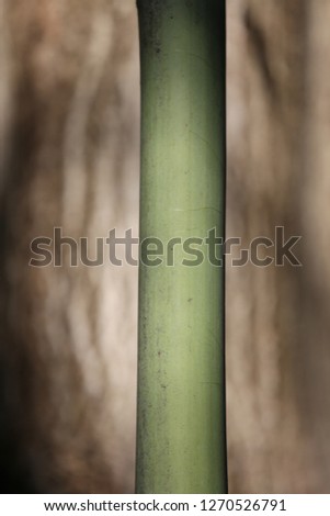 Close up outdoor view of a part of a stalk of bamboo. Abstract design with vertical lines and rounding shapes. Green textured surface in a tropical park. Natural picture in a forest.