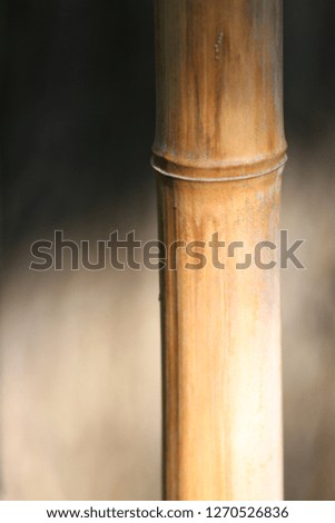 Close up outdoor view of a part of a stalk of bamboo. Abstract design with vertical lines and rounding shapes. Green textured surface in a tropical park. Natural picture in a forest.