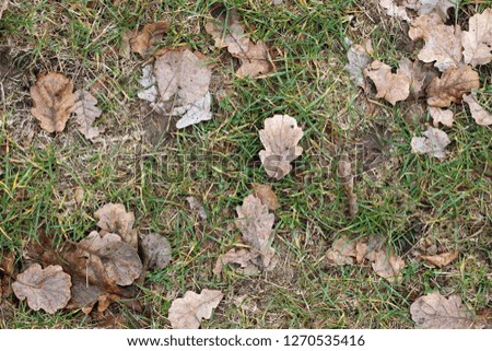 Grass oak leaves ground earth soil winter fall close up