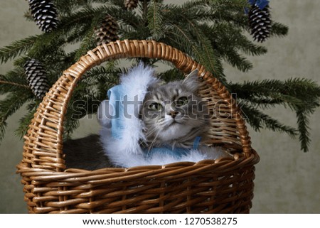 Portrait beautiful grey kitty in costume Snow Maiden