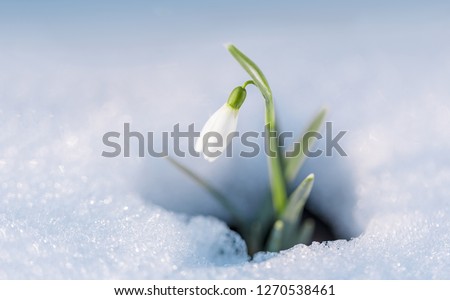 First flowers. Spring snowdrops flowers in the snow. Royalty-Free Stock Photo #1270538461