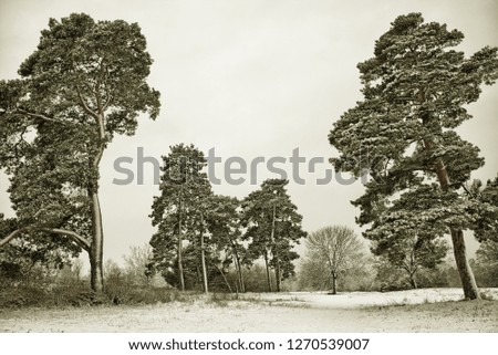 Picturesque photo of a winter pine grove - HDR image with black gold filter