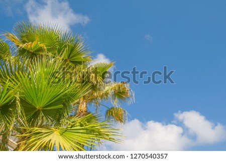Paradise scene, beautiful palms silhouettes over blue sky