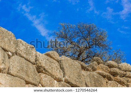 bare tree branches grow up on stone wall foreshortening from below on blue sky background in autumn season weather 