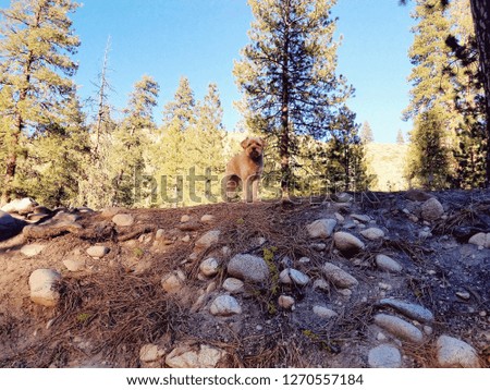 a beige terrier dog looking down a dirt embankment in the woods on a sunny day