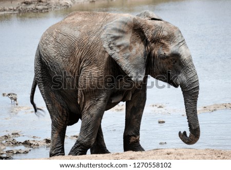 African Elephants playing in the water