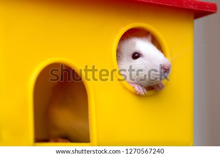 Funny young white and gray tame curious mouse hamster baby with shiny eyes looking from bright yellow cage window. Keeping pet friends at home, care and love to animals concept.