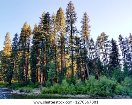big and tall trees towering over bushy land surrounded by a river