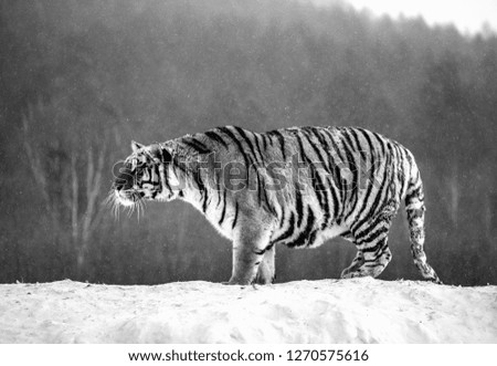Siberian tiger is standing on a snowy hill on a background of winter trees. Black and white. China. Harbin. Mudanjiang province. Hengdaohezi park. Siberian Tiger Park. Winter. Hard frost. (Panthera tg