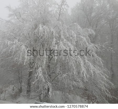 Picture of frozen trees