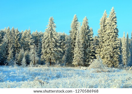 Beautiful white winter forest. Trees covered with snow. Background. Landscape.