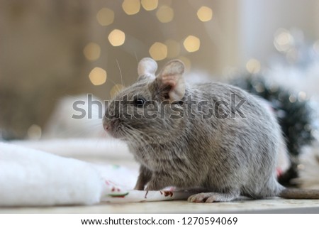Chilean squirrel degu. Pet. Rodents and New Year