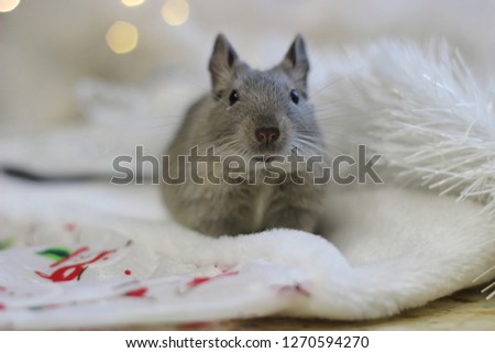 Chilean squirrel degu. Pet. Rodents and New Year