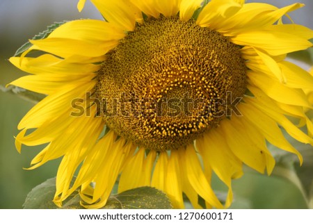 An image of a sunflower flower