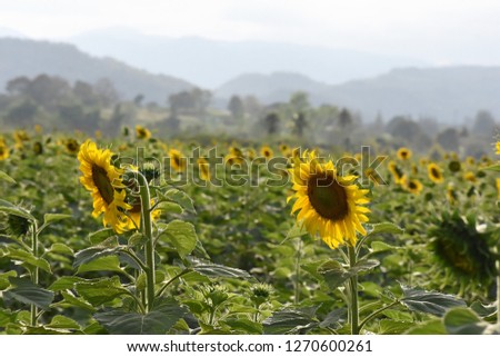An image of sunflowers plantation 