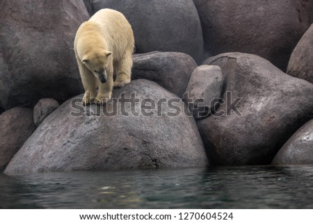Polar Bear on grey rocks, hunting for pray near a body of water.