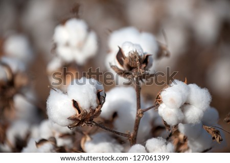 Cotton balls on the plant ready to be harvested, Texas Royalty-Free Stock Photo #127061399
