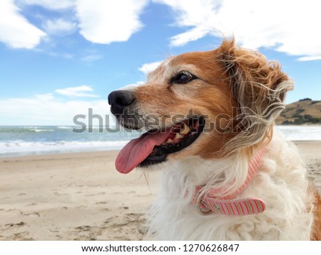 head and shoulders portrait shot of red collie type sheepdog sitting on a white sandy beach in Gisborne, New Zealand with a blue sky and clouds in the background 