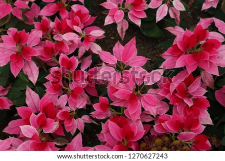 a picture of beautiful flowers