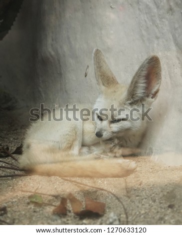 Fennec foxes (Vulpes zerda) or dessert fox sleeping. Wildlife animal