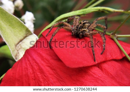 A brown wolf spider sitting on top a red rose with leafs and babies breath in the background. 