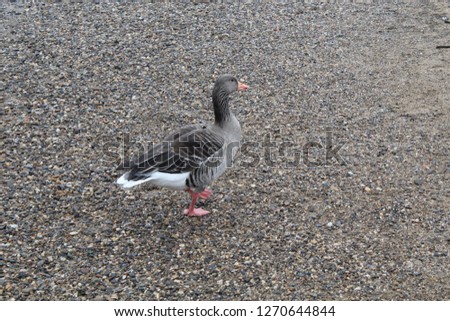 duck on the land