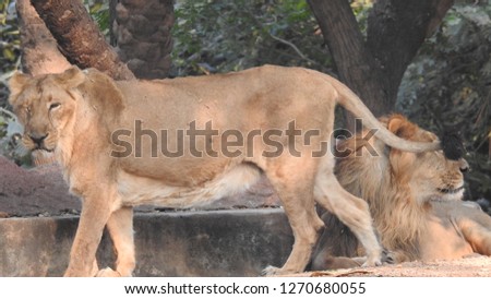 Lion and lioness, animals family. Portrait in the dark. Lion Jungle king closeup and port lite, Amazing view of the species in detailed view of face with hair and Isolated out-focus background in fore
