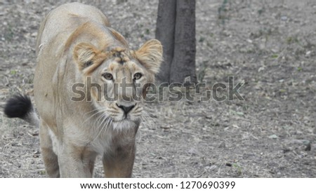 Closeup of Lions posing in forest with out-focus background with trees and leaves.Detail portrait of a Beautiful lion, in the dark. ultimate isolated lion with amazing background in nature.