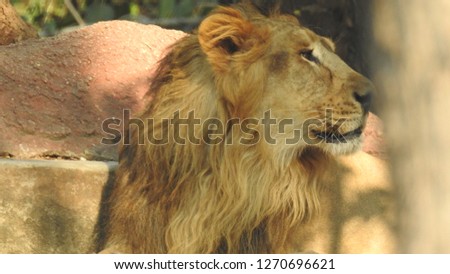 Closeup of Lions Port-lite in forest with out-focus background with trees and leaves.Detail portrait of a Beautiful lion, in the dark. ultimate isolated lion with amazing background in nature.