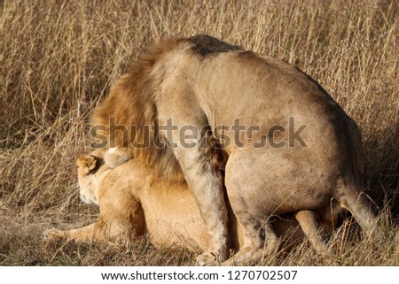 Male Lion in Massai Mara Park, Kenya, Africa 2018