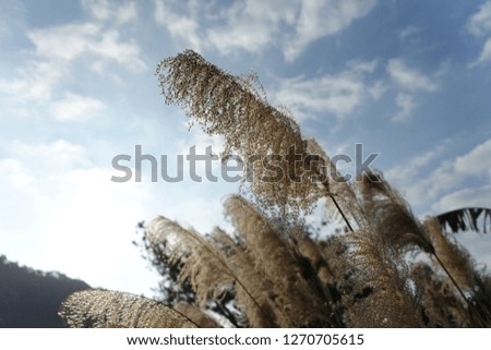 The wind moved the reeds gently back and forth.