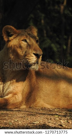 Closeup and landscape photo of jungle king lion in forest with isolated dark background in nature amazing view with trees and leaves. Female lion with black background in forest resting in port-lite.