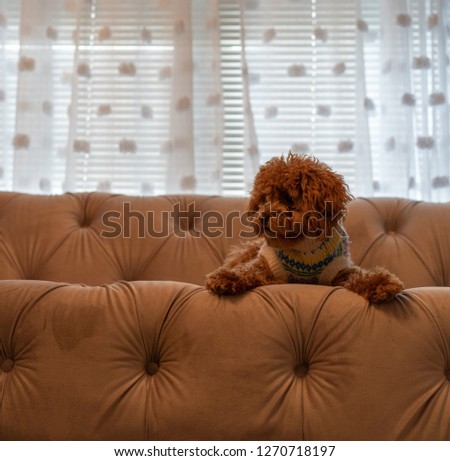 Picture of a toy poodle with a sweater on looking over on a couch