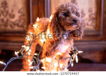 Picture of a cute brown toy poodle wrapped up in Christmas lights