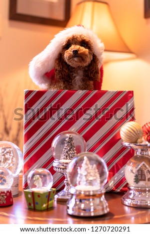 A picture of a cute puppy in a present box with snow globes