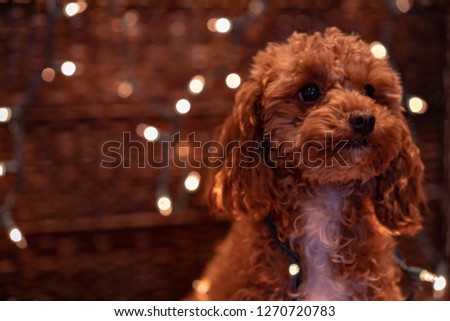 A picture of a brown toy poodle wrapped in Christmas lights