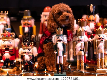 A picture of a cute brown toy poodle sitting next to a bunch of nutcrackers